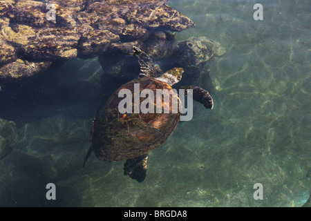 Schildkröte in die Korallenwelt Unterwasser-Observatorium in Eilat Israel Stockfoto