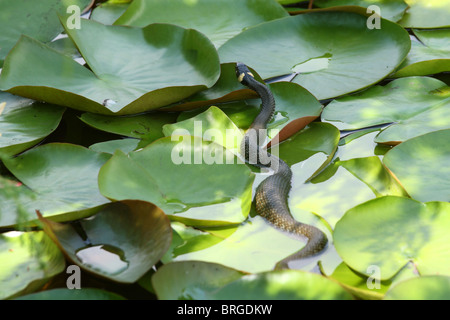 Die Ringelnatter (Natrix Natrix) Handauflegen Nymphaea verlässt. Stockfoto