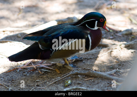 Wood Duck Drake Aix sponsa Stockfoto