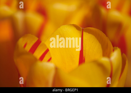 Gelbe und rote Tulpen (Tulipa) blühen im April bei RHS Harlow Carr in Yorkshire, England. Stockfoto