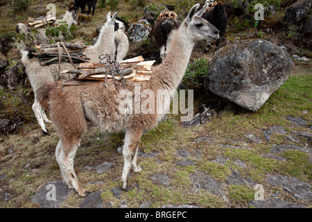 El Choro Trek: Lamas mit Brennholz Stockfoto