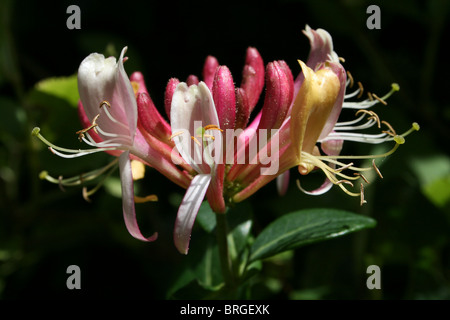 Geißblatt Blüte Lonicera Periclymenum genommen bei Martin bloße WWT, Lancashire UK Stockfoto