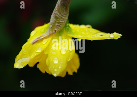 Nahaufnahme einer gelben Blume mit Regentropfen auf es auf schwarzem Hintergrund. Stockfoto