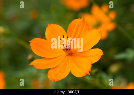 Cosmos sulphureus Stockfoto