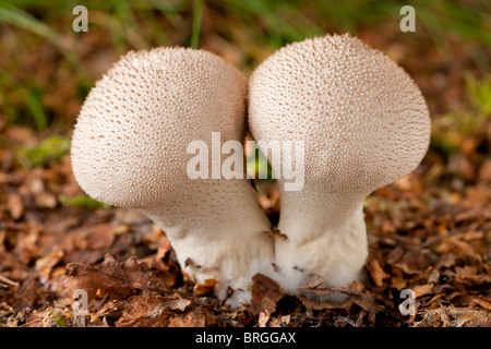 Gemeinsamen Puffball Pilze (Lycoperdon Perlatum) Stockfoto