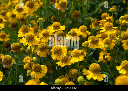 Helenium Autumnale, gemeinsame sneezeweed Stockfoto