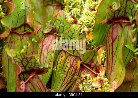 Lila Kannenpflanzen "Sarracenia Purpurea', eine fleischfressende Kannenpflanze, wachsen in einem New England Moor in Vermont, USA. Stockfoto