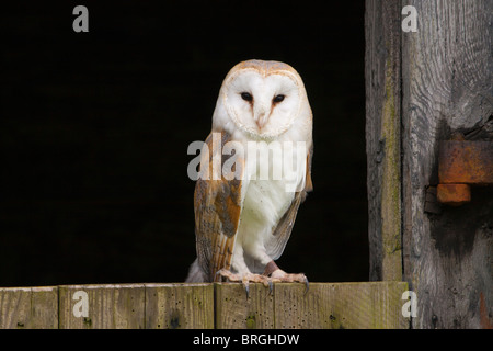 Schleiereule (Tyto Alba) auf eine stabile Tür sitzen. Stockfoto