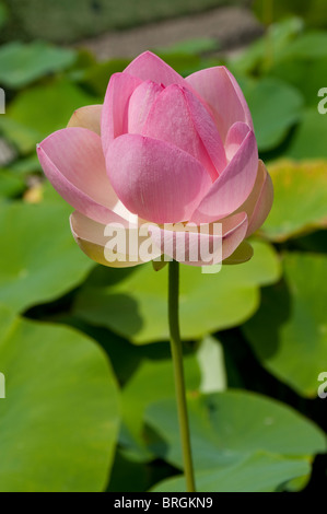 Nelumbo Nucifera, Lotus, Bean of India, Indian Lotus, Heilige Lotus Stockfoto