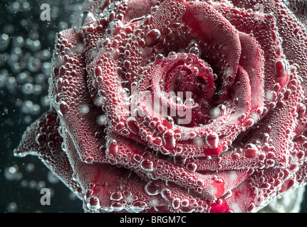 Eine Blase abgedeckt rote Rose. Stockfoto