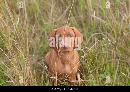 Ungarische Vizsla Welpen sitzen lange Gras Stockfoto