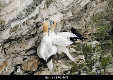 ein paar von Basstölpeln auf einer Klippe während der Brutzeit Stockfoto