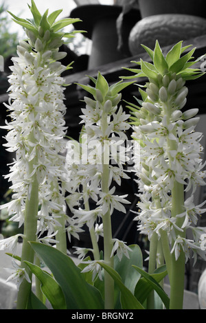 Ananas-Lily (Eucomis bicolor) Stockfoto