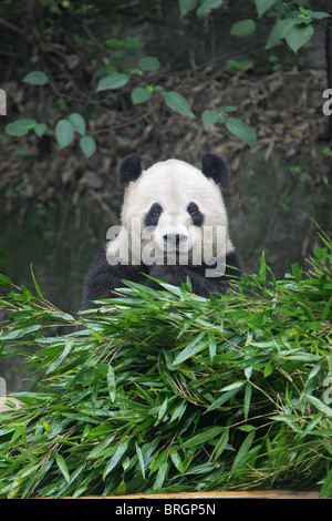 Giant Panda Ailuropoda Melanoleauca sitzt in einem Haufen von Bambus essen schießt mit direkter Augenkontakt Stockfoto