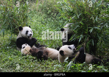 Giant Panda Ailuropoda Melanoleauca vier junge Bären sitzen und liegen auf dem Boden essen Bambussprossen Stockfoto