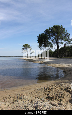 Ufer des Lac de Cazaux et de Sanguinet Frankreich September 2010 Stockfoto