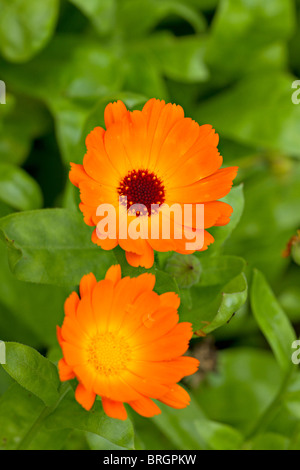 Ein paar gemeinsame Ringelblume Blumen in voller Blüte im frühen Herbst in Großbritannien Stockfoto