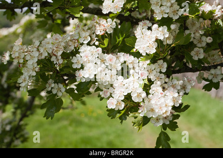 Weißdorn (Mai) blühen im Frühling in Dentdale in der Yorkshire Dales National Park - Dorf Dent, Cumbria in der Nähe. Stockfoto