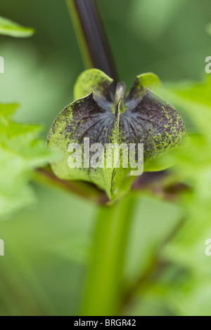 Schwarz-meliert Kelch der verscheuchen Fliegen Nicandra physalodes (Anlage) im Herbst in Großbritannien Stockfoto