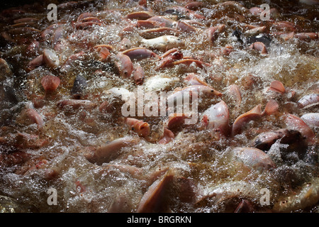 Frisches Wasser bewirtschaftet Tilapia Fisch in North Yorkshire, England. Stockfoto