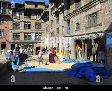 Reis, Trocknung, Baktapur, Kathmandu, Nepal. Stockfoto