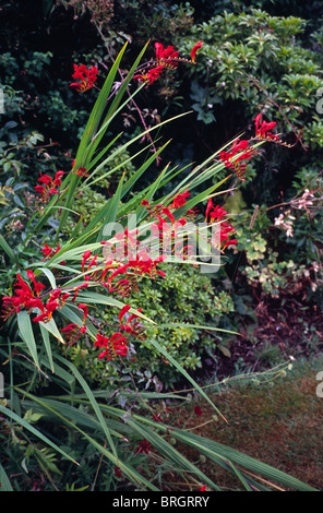 Crocosmia Sorte "Luzifer" in einem krautigen Rand eines Gartens Stockfoto