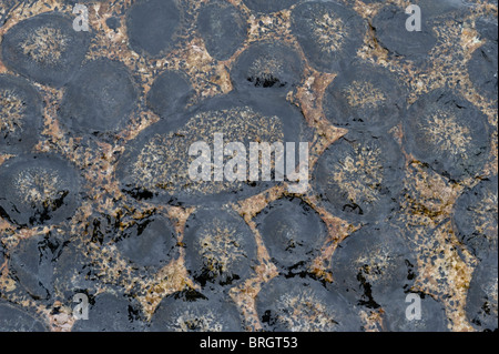 Close-up orbicular Granite Rock Granito Orbicular Santuario De La Naturaleza Rodillo Pazifikküste Atacama Chile Südamerika Stockfoto