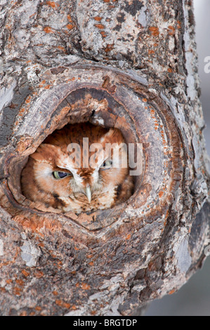 Ost-Kreischeule (roter Morph) Looking Out aus einem Hohlraum in einem Baum Stockfoto