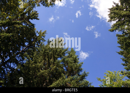 Nach oben auf einen blauen Himmel durch Kiefern in den französischen Alpen im Sommer Stockfoto