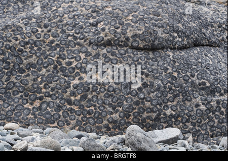 Kugelförmige Granit, Granito Orbicular Santuario De La Naturaleza Rodillo Pazifikküste Atacamawüste Chile Südamerika Stockfoto