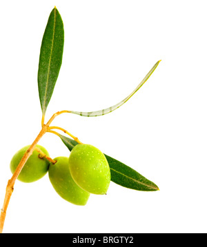 Frischen grünen Olivenzweig isoliert auf weißem Hintergrund Stockfoto