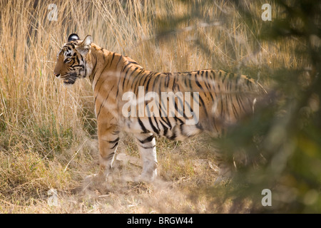 Bengal-Tiger (Panthera Tigris).  Tigerin im Ranthambhore National Park, Rajasthan. Indien. Stockfoto