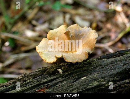 Blackfoot Polypore, Polyporus Leptocephalus, Polyporaceae. September, Whippendell Wald. Sy P. Varius. Stockfoto