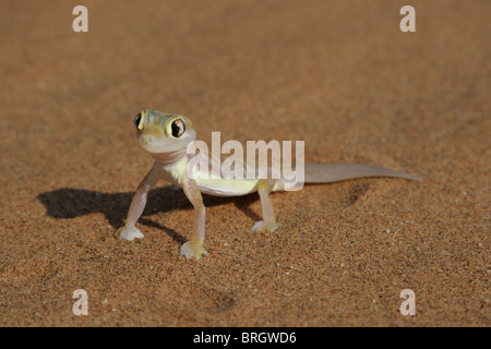 Palmatogecko (Pachydactylus Rangei), auch bekannt als Web-footed Gecko, eine nachtaktive Gecko endemisch in der Namib-Wüste. Stockfoto