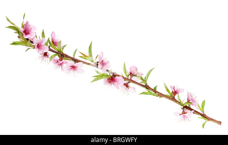 Pfirsichbaum Zweig mit Blüten isoliert auf weiss Stockfoto