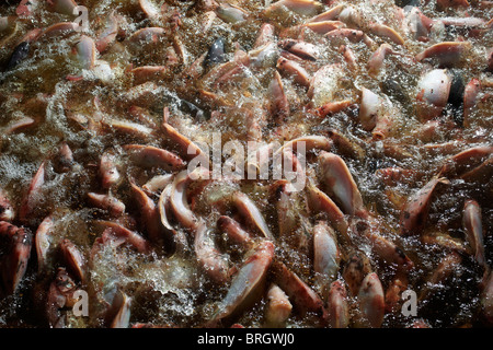 Frisches Wasser bewirtschaftet Tilapia Fisch in North Yorkshire, England. Stockfoto