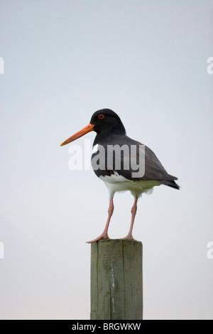 Austernfischer (Haematopus Ostralegus). Thront auf einem Pfosten. Stockfoto