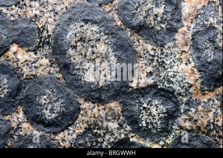 Close-up orbicular Granite Rock Granito Orbicular Santuario De La Naturaleza Rodillo Pazifikküste Atacama Chile Südamerika Stockfoto