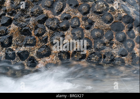 Die endständigen Granitfelsen, die vom Pazifischen Ozean Granito Orbicular Santuario De La Naturaleza Atacama Chile Südamerika gewaschen Stockfoto