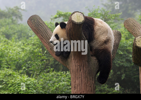 Giant Panda Ailuropoda melanoleauca Stockfoto