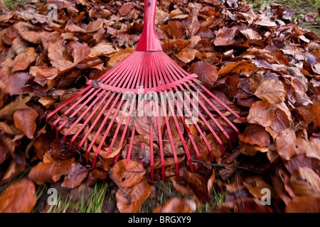 Rechen Sie Laub. Entfernen Sie Blätter. Gartenarbeit im Herbst. Stockfoto