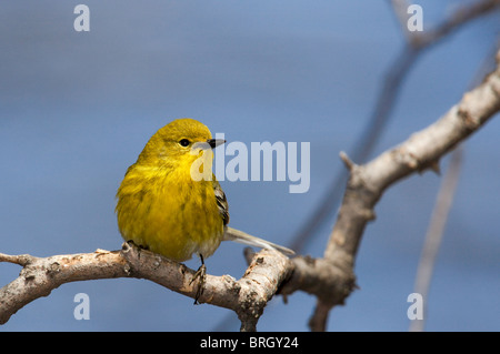 Erwachsene männliche Kiefer Warbler thront auf einem Ast Stockfoto