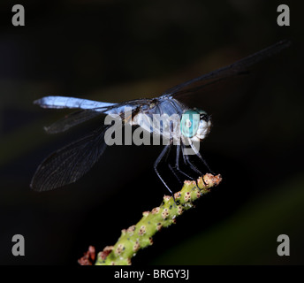 Bunte blaue Libelle auf Zweig natürlichen dunklen Hintergrund Stockfoto