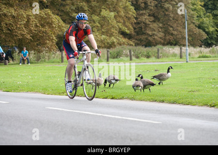 Kanadagans (Branta Canadensis). Weiden auf Grünstreifen neben einer viel befahrenen Straße. Radfahrer. Stockfoto