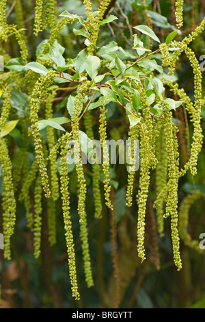 Lange attraktiven Blütenstände von grünlich-weiße Blumen auf die Holly-leaved Süße Spire (Itea ilicifolia) im Herbst in Großbritannien Stockfoto