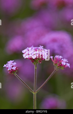 Purpletop Vervain (Verbena Bonariensis) in voller Blüte im frühen Herbst in Großbritannien Stockfoto