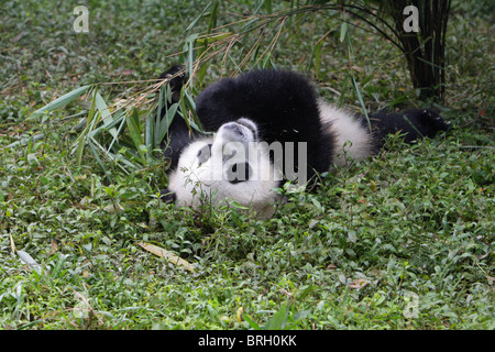 Giant Panda Ailuropoda Melanoleauca junge Bären liegen auf dem Rücken Essen Bambussprossen aus seinem vorderen Pfote mit Blickkontakt Stockfoto