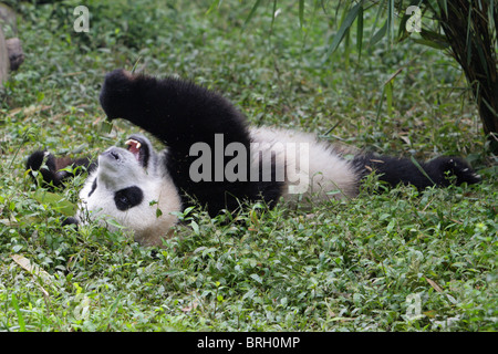 Giant Panda Ailuropoda Melanoleauca junge Bären liegen auf dem Rücken Essen Bambussprossen aus seinem vorderen Pfote mit Blickkontakt Stockfoto