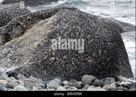 Die endständigen Granit Felsen Granito Orbicular Santuario De La Naturaleza Rodillo Pazifikküste Atacamawüste Chile Südamerika Stockfoto