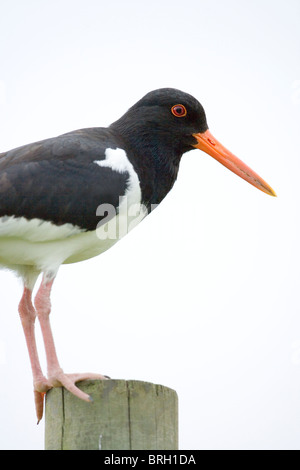 Austernfischer (Haematopus Ostralegus). Thront auf einem Pfosten. Stockfoto